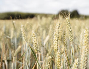 乌迪内斯主场大胜切沃，喜获宝贵三分